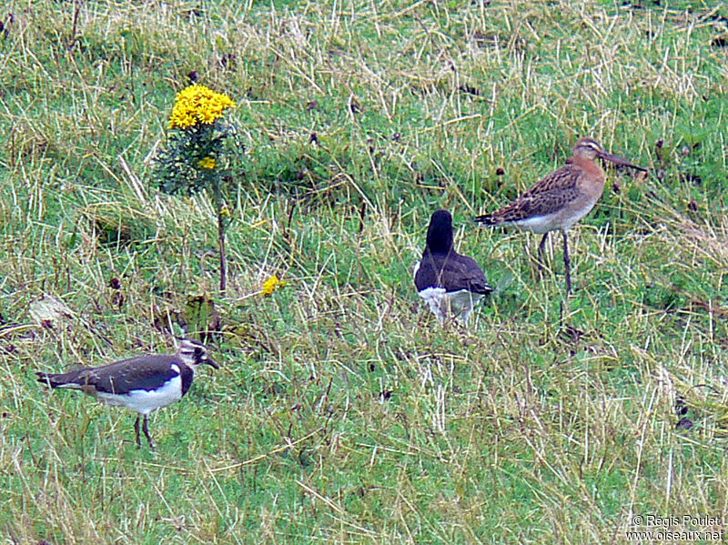 Bar-tailed Godwit female adult