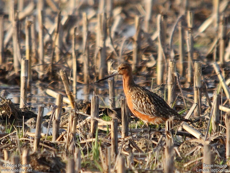 Bar-tailed Godwit male adult breeding