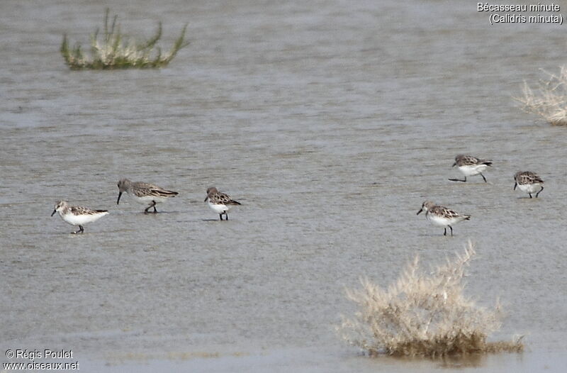 Little Stint