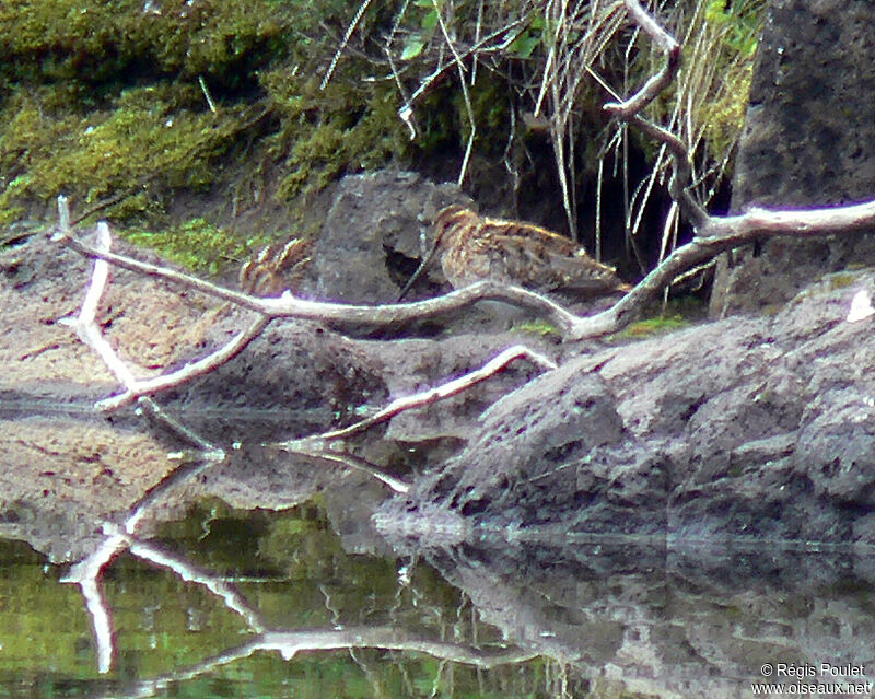 Common Snipeadult