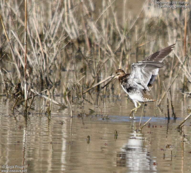 Common Snipe