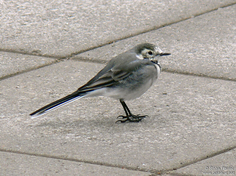 White Wagtailadult, identification