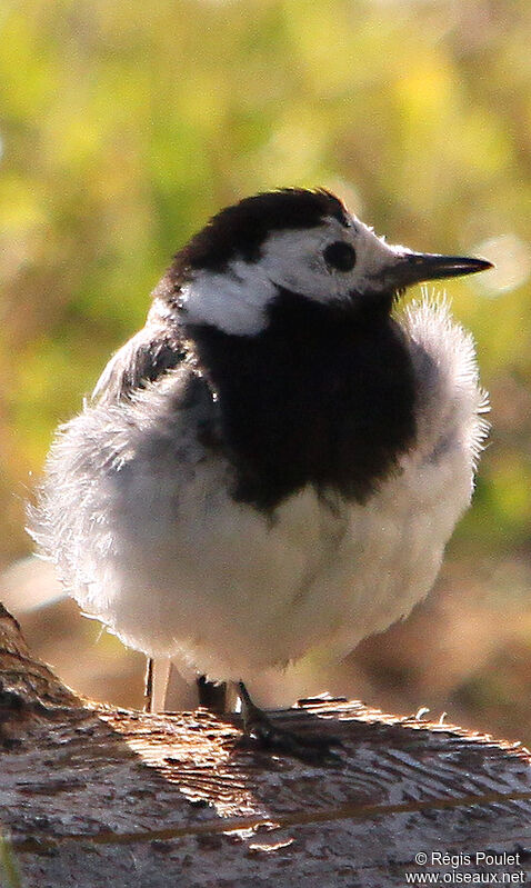 White Wagtail male adult breeding