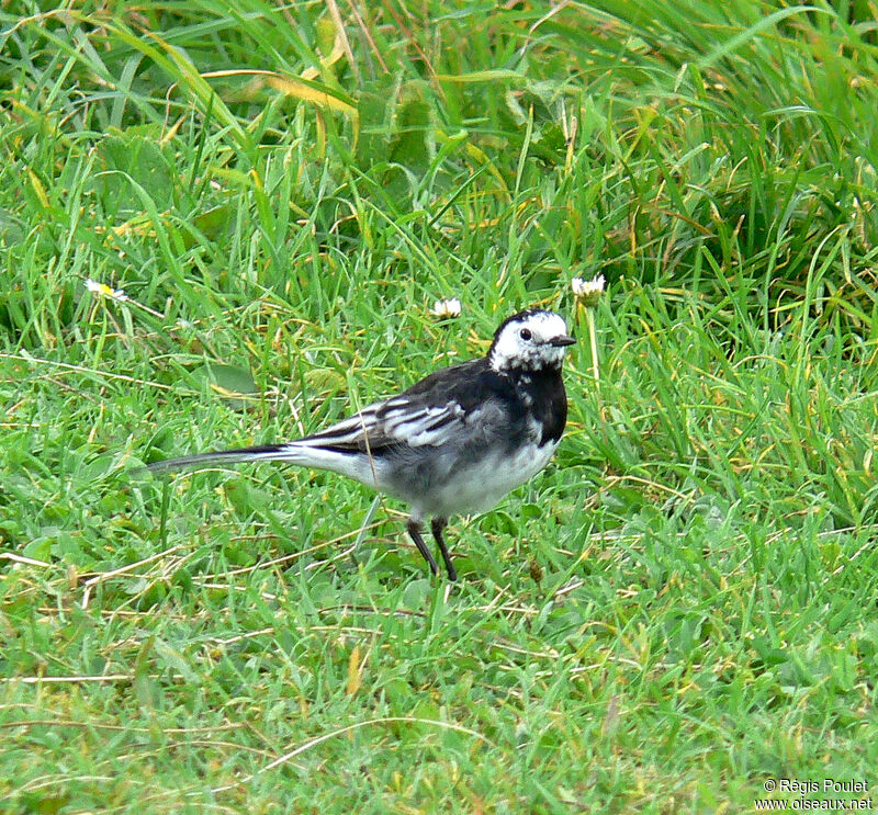 White Wagtail female adult breeding, identification