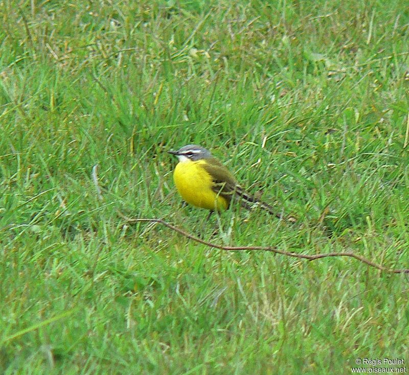 Western Yellow Wagtail male adult breeding