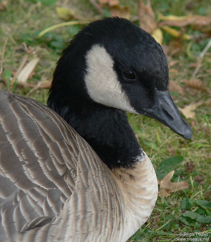 Canada Gooseadult