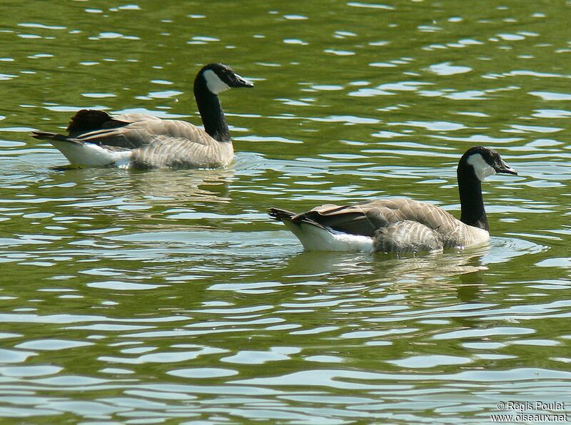 Canada Goose, identification