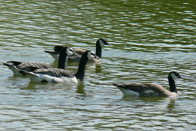 Canada Goose, identification