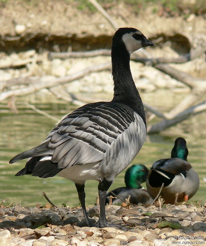 Barnacle Gooseadult