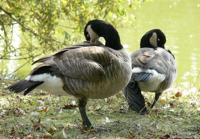 Barnacle Goose