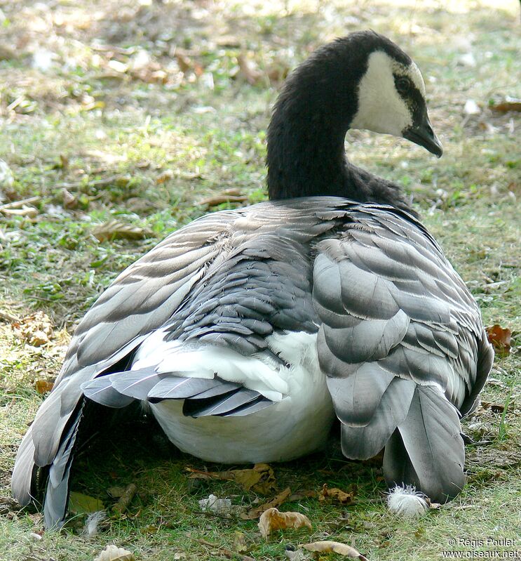 Barnacle Goose