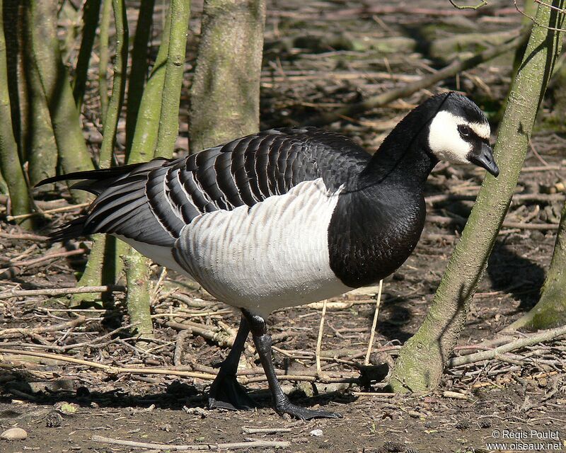 Barnacle Gooseadult