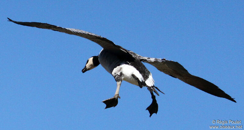 Barnacle Gooseadult, Flight