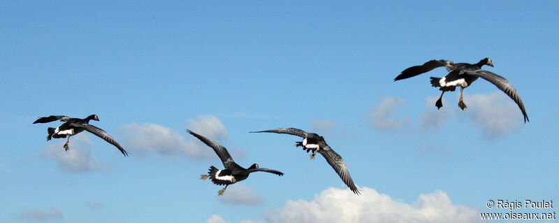 Barnacle Goose, Flight