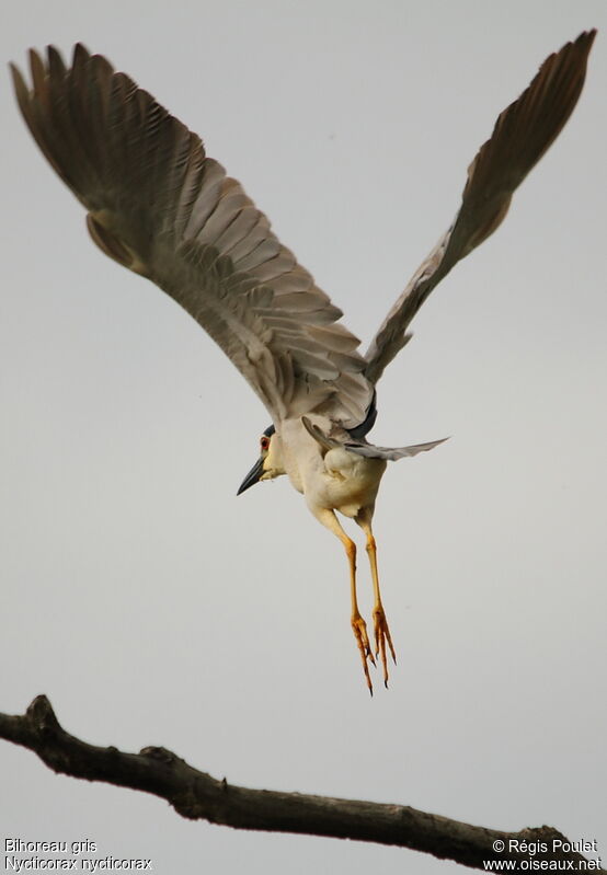 Black-crowned Night Heronadult, Flight