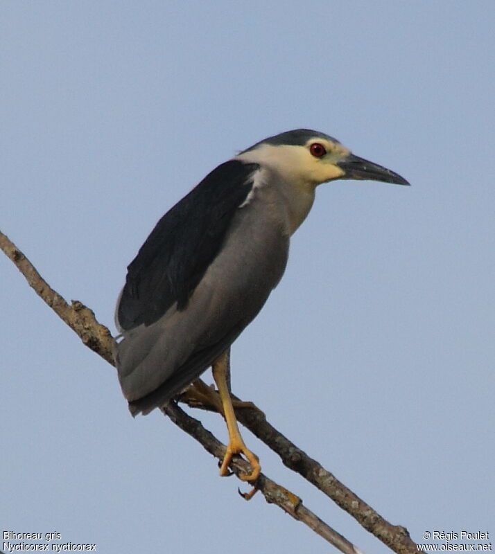 Black-crowned Night Heron