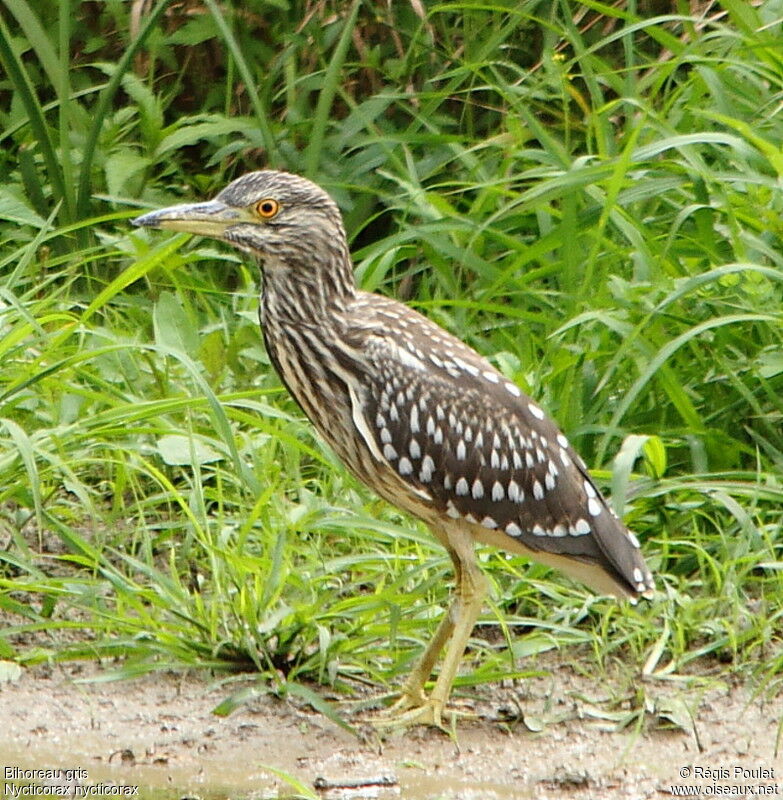 Black-crowned Night HeronFirst year, identification