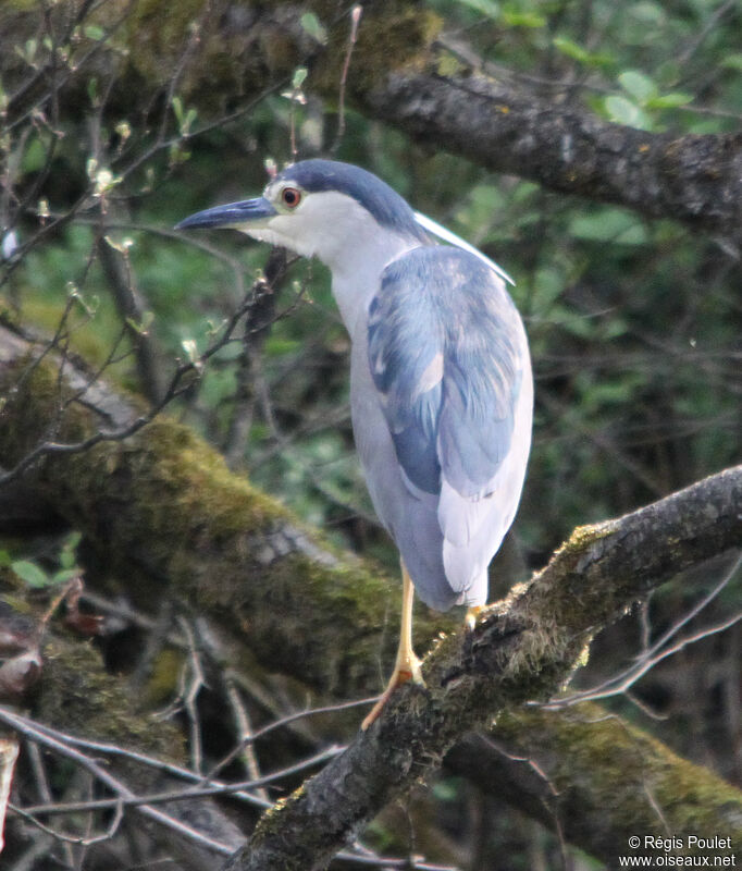 Black-crowned Night Heronsubadult, identification