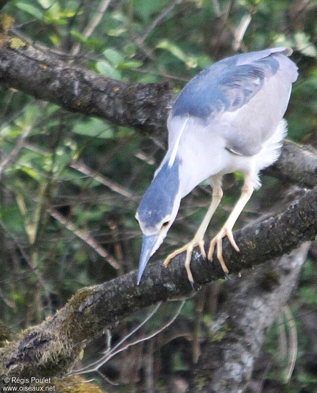 Black-crowned Night Heron, Behaviour