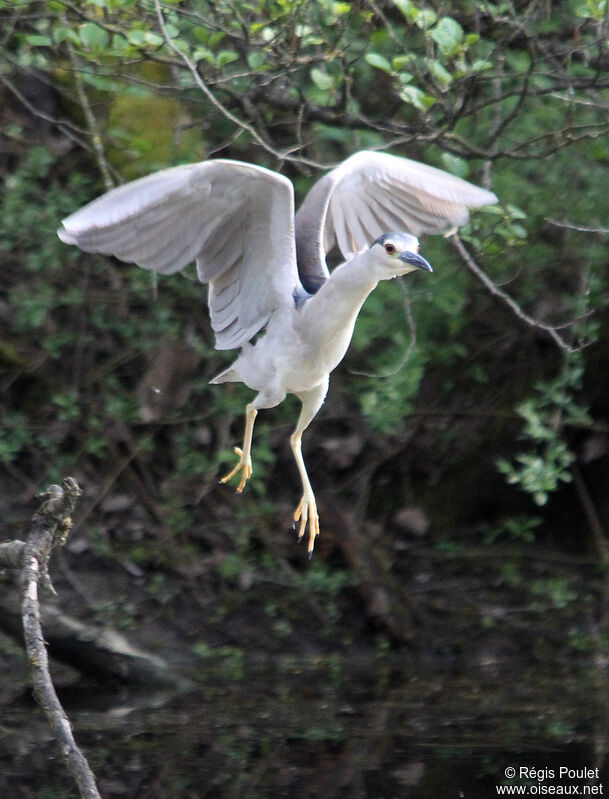 Black-crowned Night Heronsubadult, Flight, Behaviour