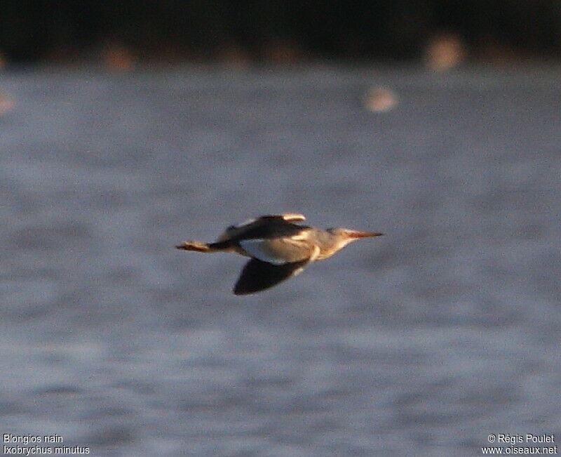 Little Bittern male adult, Flight