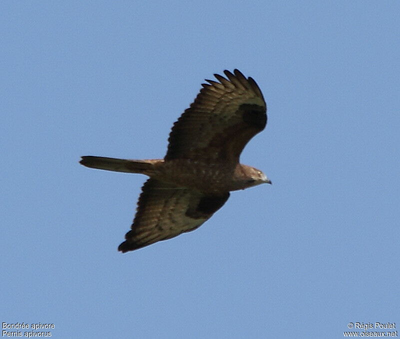 European Honey Buzzard female adult, Flight