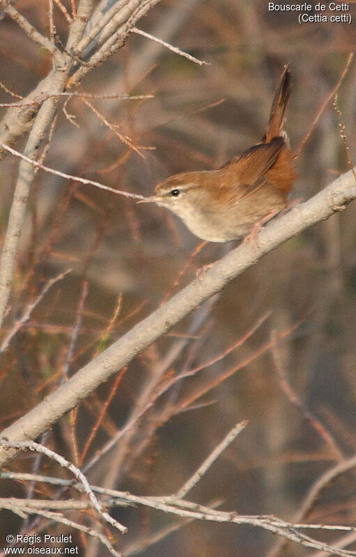 Cetti's Warbler