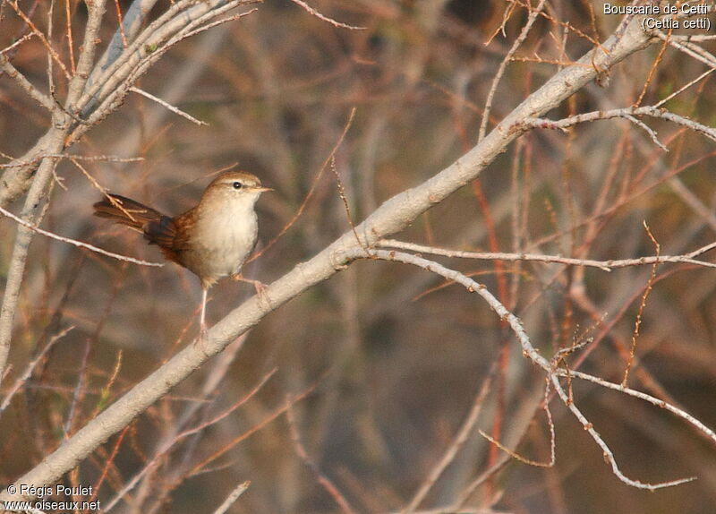 Cetti's Warbler