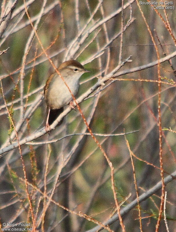 Cetti's Warbler