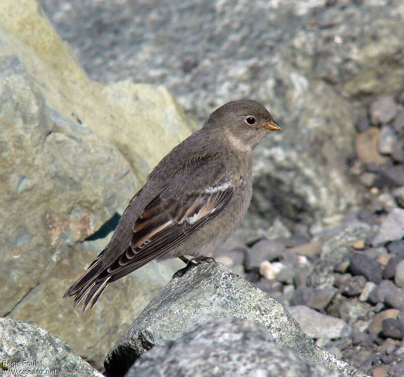 Bruant des neigesjuvénile, identification