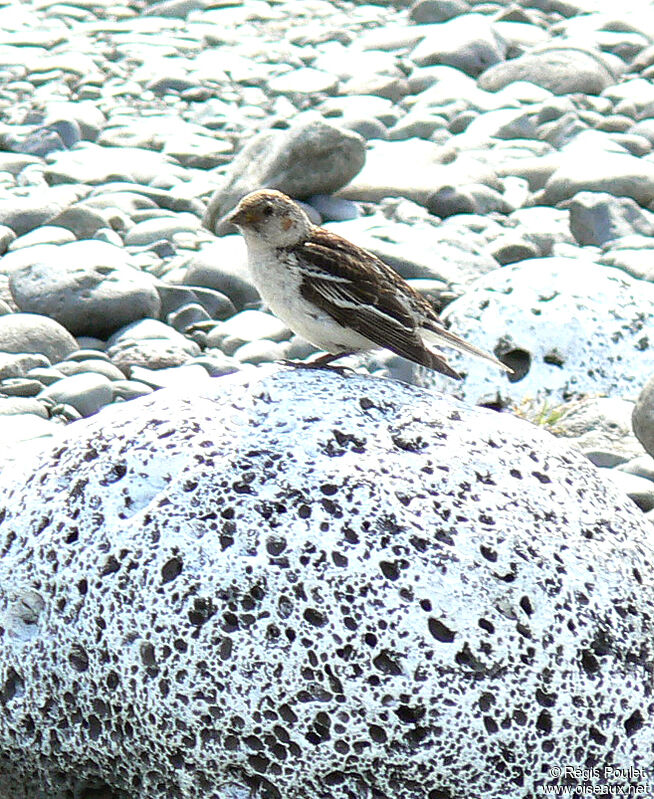 Snow Bunting female adult breeding