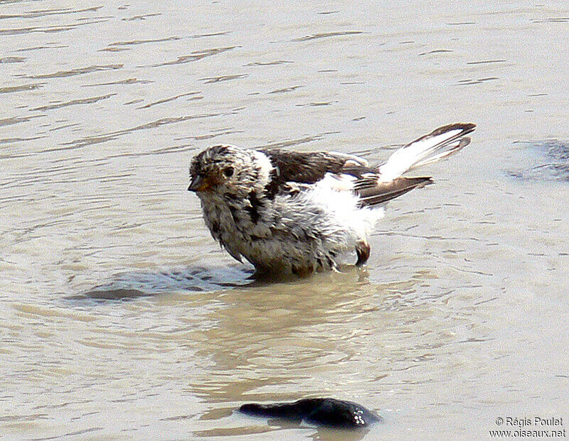 Snow Bunting male adult post breeding