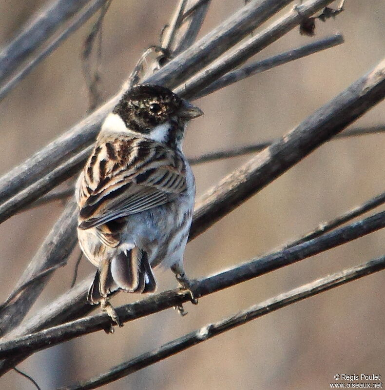 Common Reed Bunting male, identification