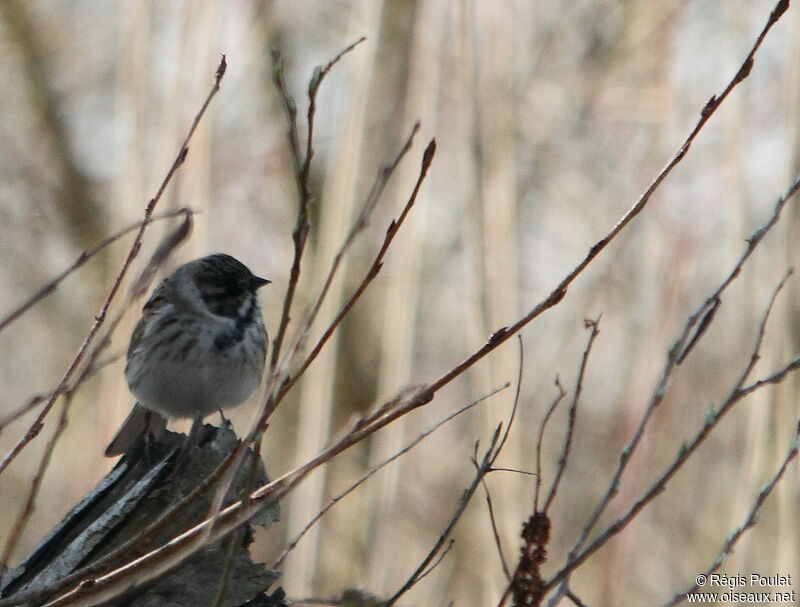 Common Reed Bunting male adult