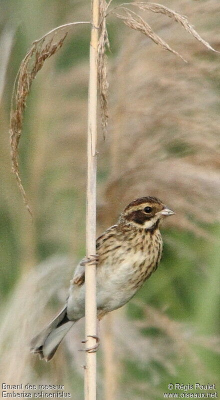 Common Reed Bunting female adult