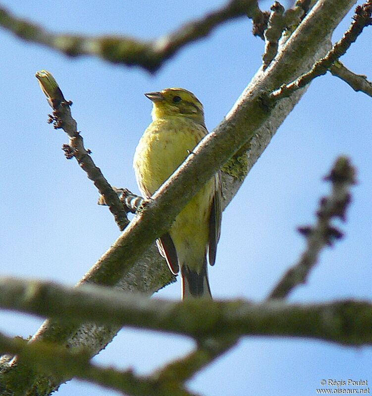 Bruant jaune mâle adulte nuptial