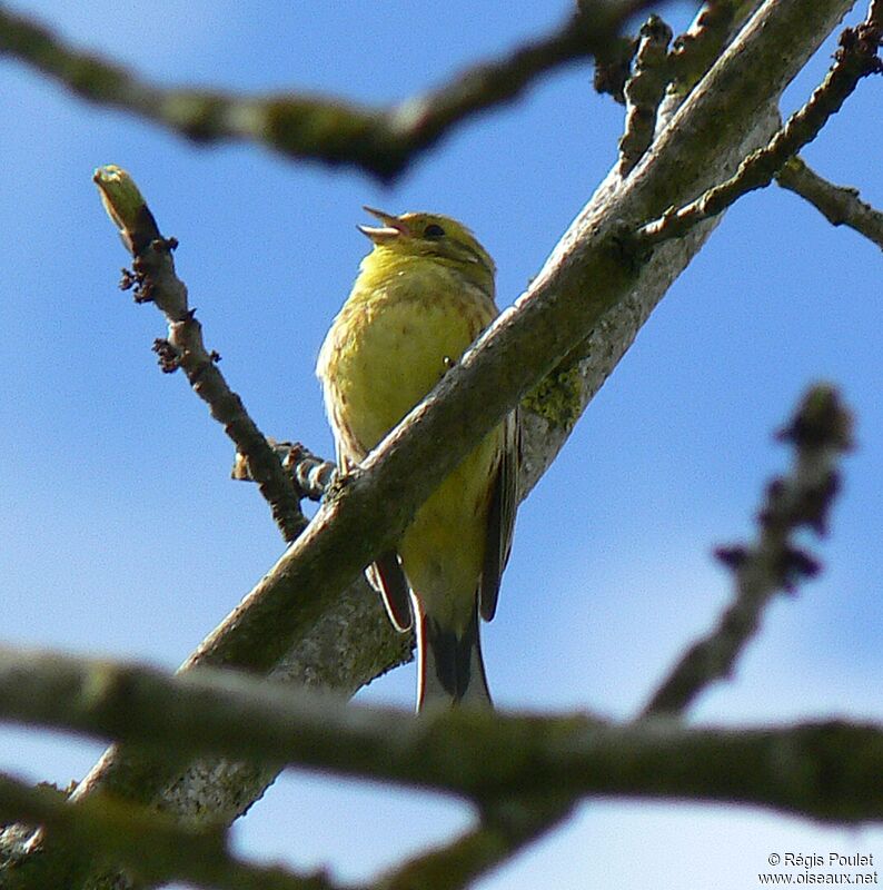 Bruant jaune mâle adulte nuptial