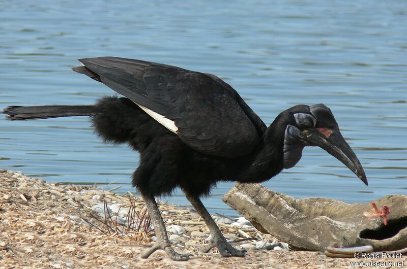 Abyssinian Ground Hornbill