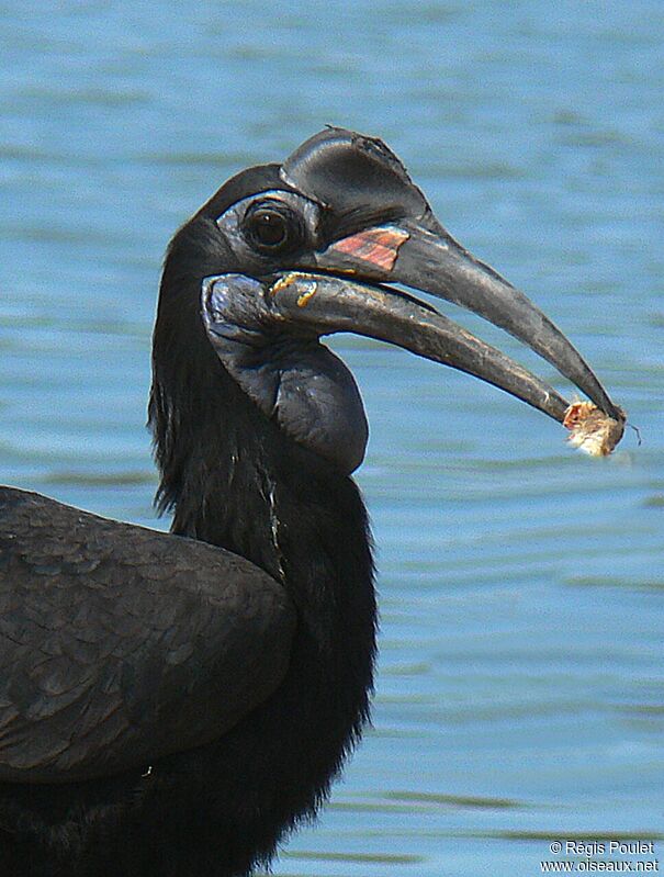 Abyssinian Ground Hornbill