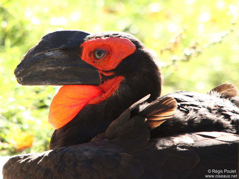 Southern Ground Hornbill