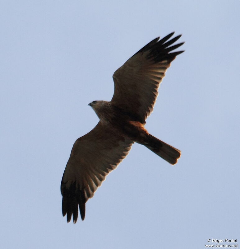 Western Marsh Harrier, Flight