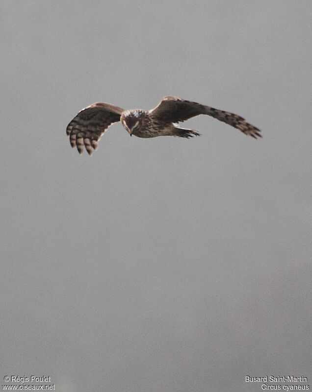 Hen Harrier female adult, Flight