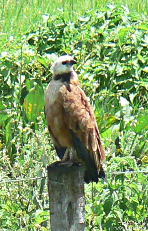 Black-collared Hawk