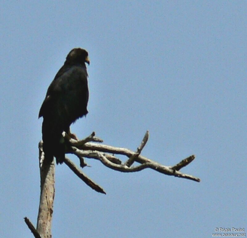 Common Black Hawk