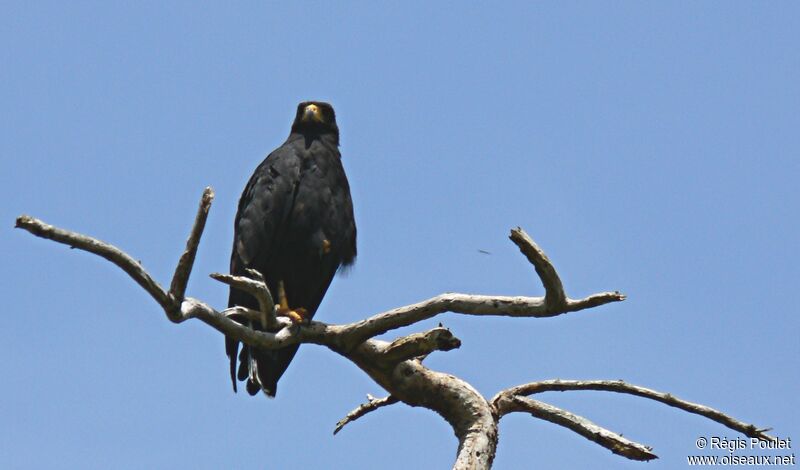 Common Black Hawk, identification