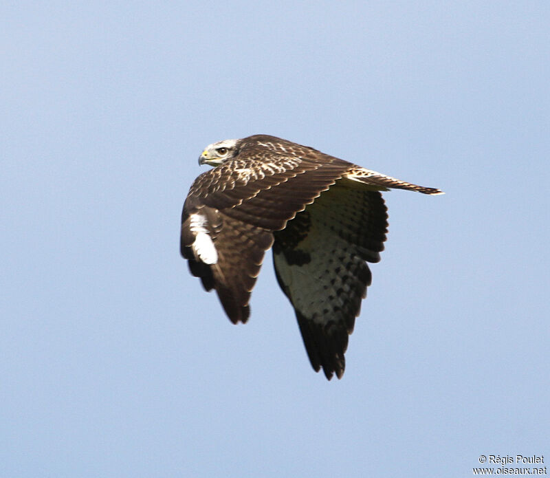 Common Buzzard, Flight