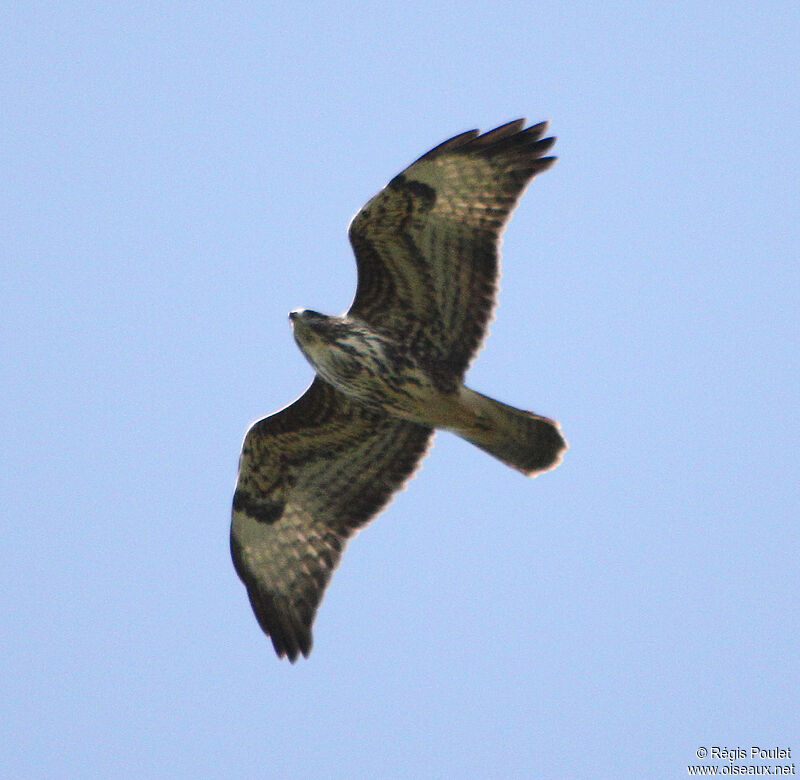 Common Buzzard, Flight