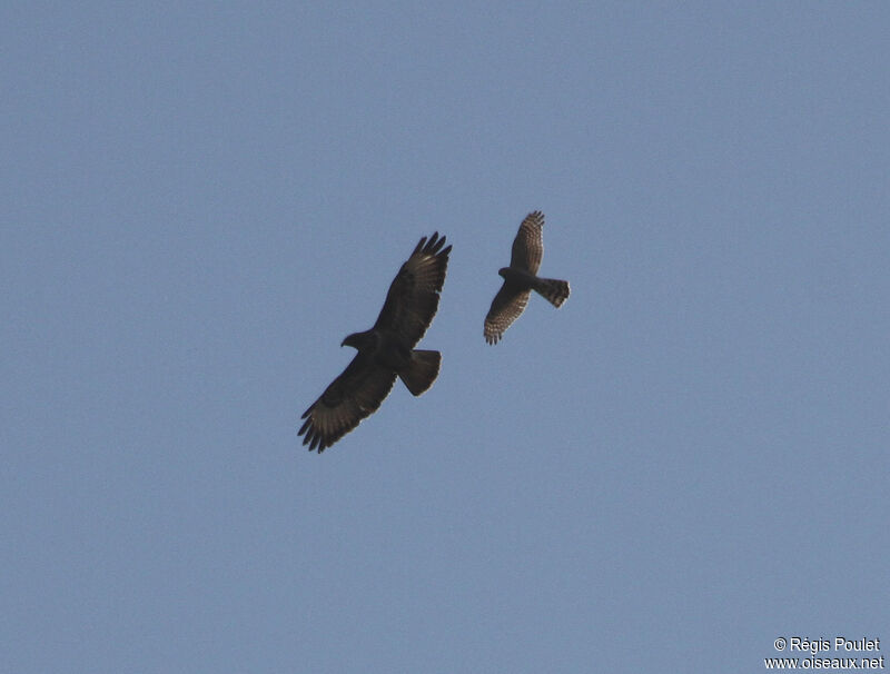 Common Buzzard