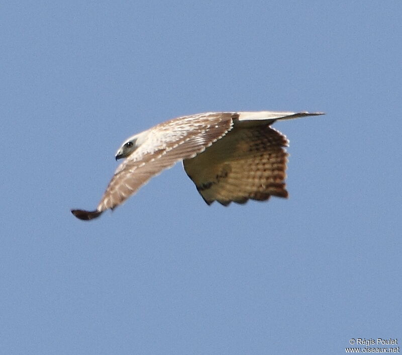 Common Buzzard, Flight