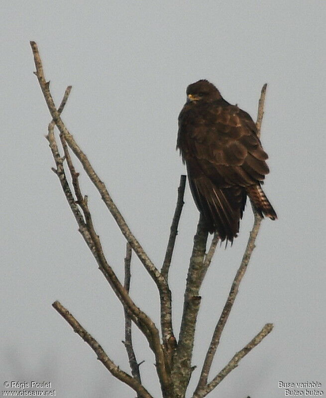 Buse variable